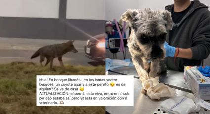 Coyotes atacan a mascota en zona Cumbres; aumentan avistamientos