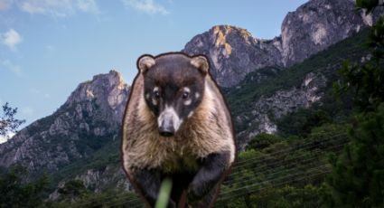 ¿Conoces al Coatí? Un animal que vive en los cerros de Nuevo León