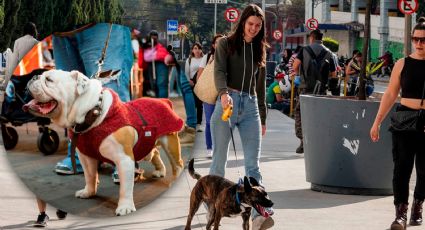 ¿Estás pensando en regalar o adoptar una mascota en Navidad? Sigue estas recomendaciones