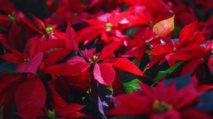 Angeles vs demonios: Navidad mexicana