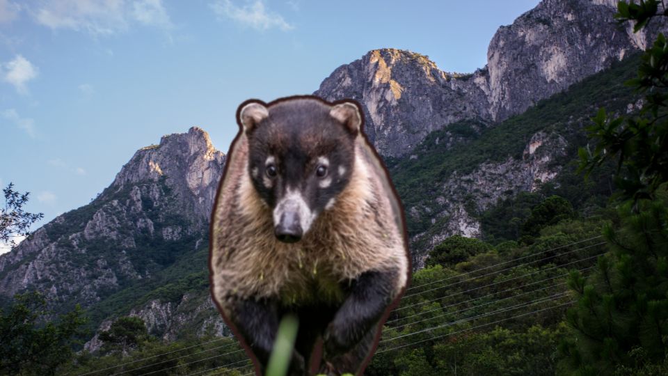 Esto es lo que debes saber sobre este animal que vive en los cerros de Nuevo León.