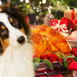 Menú navideño para mascotas ¿Qué puedes darle a tu lomito en estas fiestas?