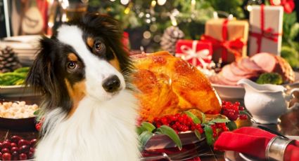 Menú navideño para mascotas ¿Qué puedes darle a tu lomito en estas fiestas?