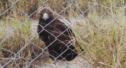 Rescatan a águila deshidratada en Salinas Victoria