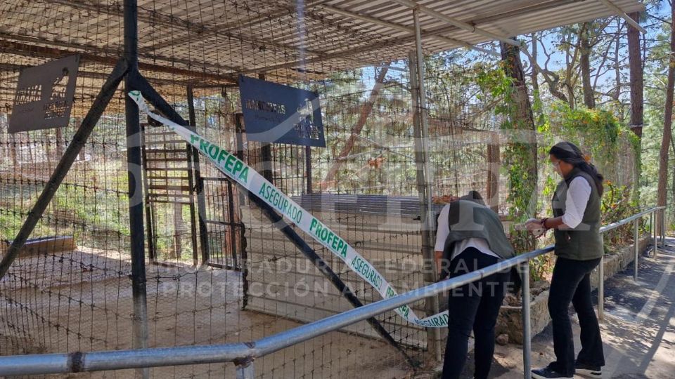 También se ordenó el aseguramiento precautorio de diversos ejemplares de vida silvestre.