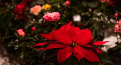 Estos son los mejores lugares para colocar tu noche buena en casa según el Feng Shui