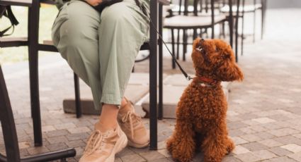 Buscan establecer lugares  Pet Friendly con modificación a Ley de Bienestar Animal en NL