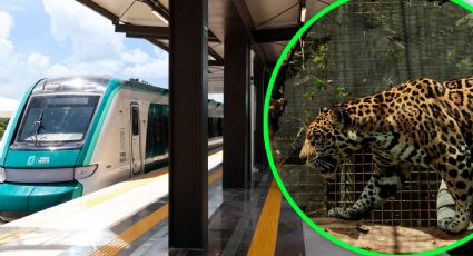 ¿Sedena sacrificará a jaguares para proteger el Tren Maya?