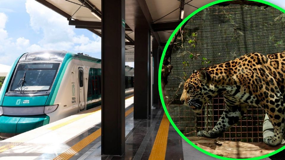 Jaguar, en peligro por el Tren Maya.