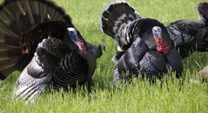 Navidad 2024: Pavo, Guajolote o Huexolotl...este es el origen mexicano de este platillo navideño