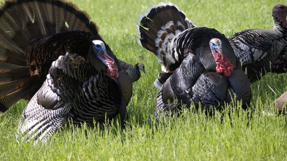 Un 'mexicano' para el mundo. El guajolote, pavo o huexolotl tiene su origen en México.