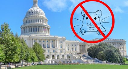 Washington D.C., ya es la ciudad de las ratas