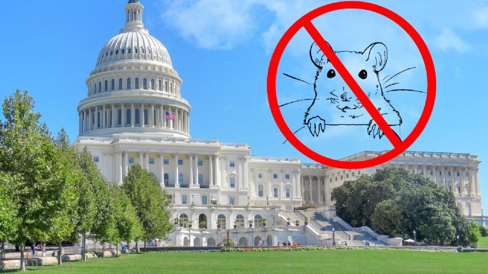 Washington D.C ya es la ciudad de las ratas