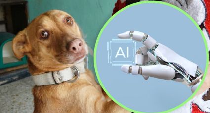 Esta es la palabra que hace más feliz a tus perros, según la inteligencia artificial