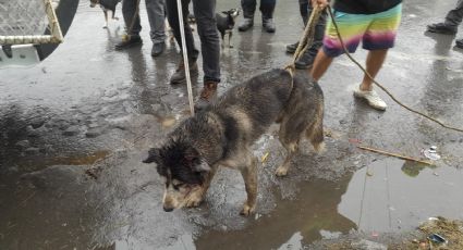 Perrito se queda atorado en barandal; Protección Civil de Monterrey lo liberó