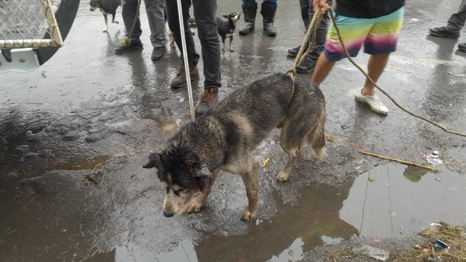 El lomito huyó asustado después de ser rescató, pero fue localizado en un circo que se encontraba en la zona, ya es atendido de sus heridas.