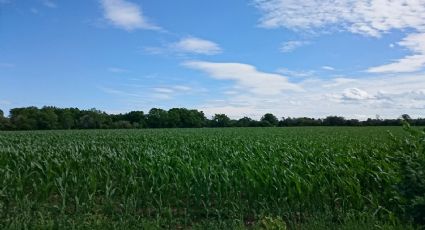 Investigadora de la UNAM revela las principales amenazas para el campo mexicano