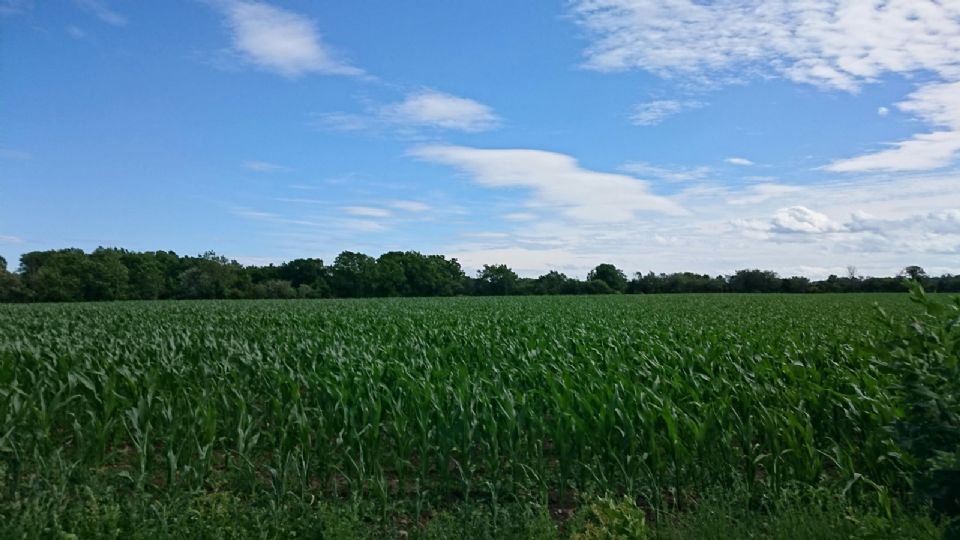 El campo mexicano se enfrenta a varios retos.