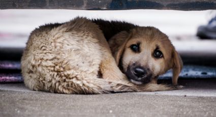 Rescatan a 18 perritos que sufrían de maltrato en San Pedro