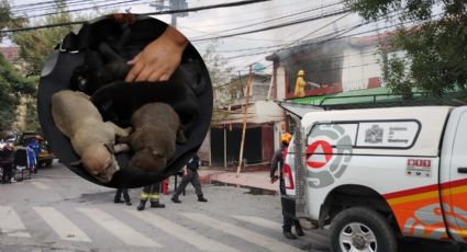 Rescatan a cachorros intoxicados por humo tras incendio en Mitras Centro