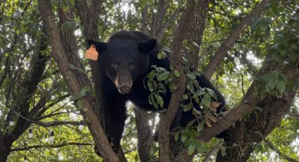 Van 192 avistamientos de osos en Nuevo León durante 2024