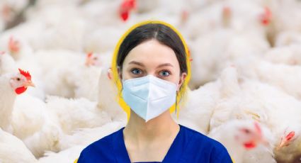 México sin casos de influenza aviar A (H5N1) en humanos, pese a brotes en América: CONAVE