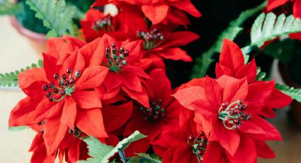 Día de la Nochebuena: ¿Por qué se celebra el 8 de diciembre y qué simboliza esta planta en Navidad?