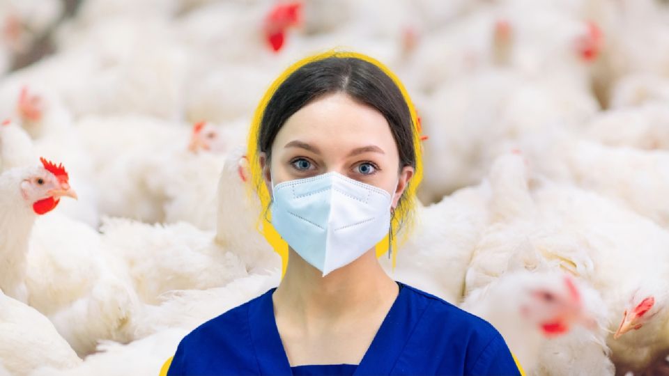 Se han registrado 3,648 brotes de influenza aviar A (H5N1) en animales en 19 países de la región.