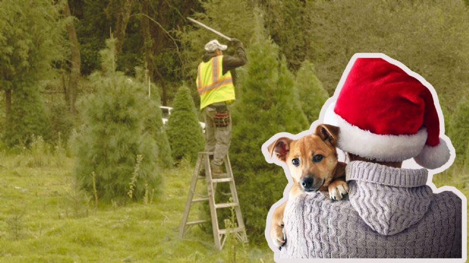 En el país existen lugares donde se producen ciertas especies de árboles de Navidad.