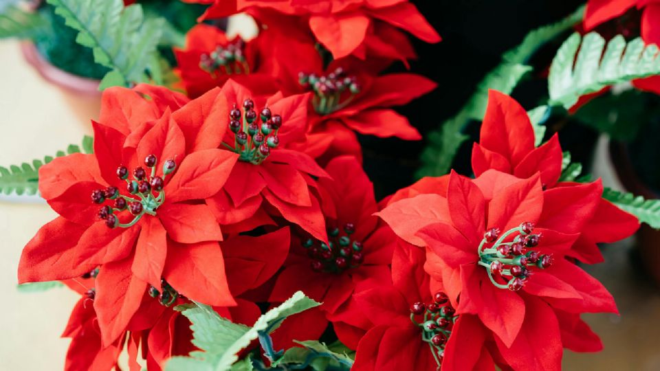 La flor es conocida como Flor de Pascua, Estrella Capital, Flor de Navidad y Pastora, entre muchos otros.