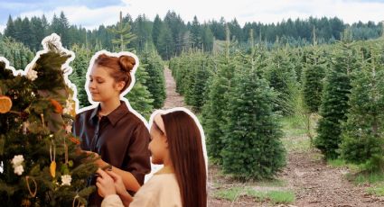 Conoce la ruta del árbol de Navidad natural