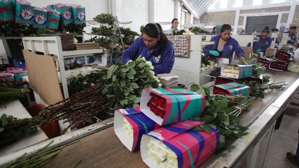 Sader garantiza disponibilidad de flores para San Valentín.