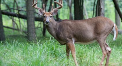 La caza deportiva de estos animales está prohibida en Nuevo León