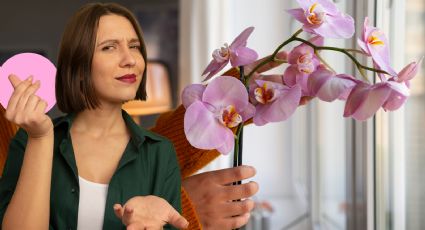 Feng Shui: ¿Orquídeas para atraer abundancia? Aquí te decimos cómo usarlas