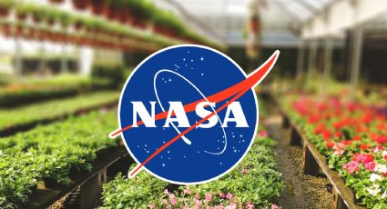 NASA recomienda plantas para purificar el aire en el hogar
