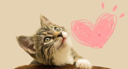 Día Internacional del Gato: Una gran celebración y muchas razones para amar a estos felinos