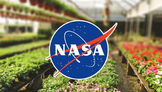 NASA recomienda plantas para purificar el aire en el hogar