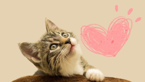 Día Internacional del Gato: Una gran celebración y muchas razones para amar a estos felinos