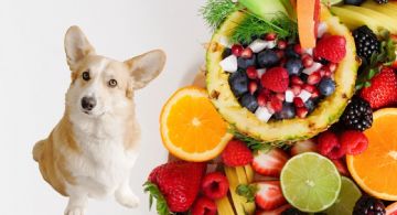 Estas son las frutas y verduras que no pueden comer tus perros