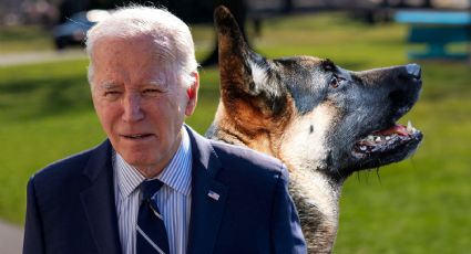 ¿La peligrosa mascota de Joe Biden? Estos han sido los ataques de su perro al Servicio de Seguridad