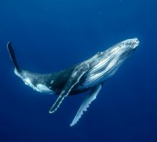 El canto de las ballenas barbadas; así se descifra la impresionante música en el océano