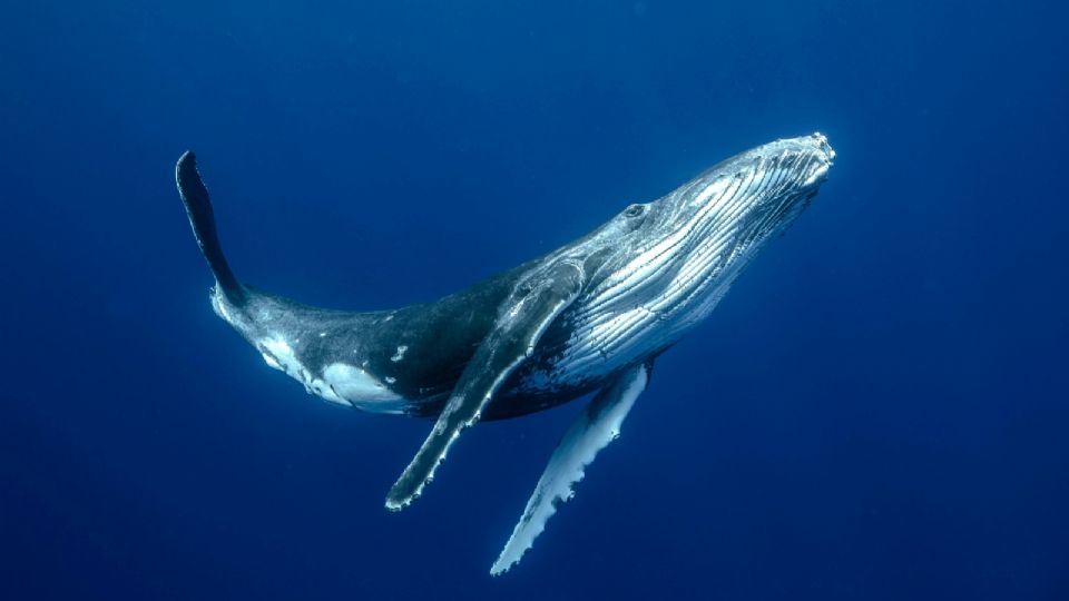 ¿Qué hace que canten las ballenas?