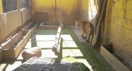 Encuentran tigre en Monterrey tras cateo | FOTOS