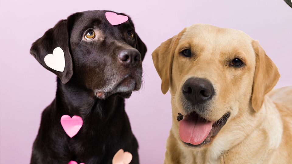 ¿Los perros se enamoran? Esto es lo que dice la ciencia