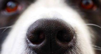 Los perros son capaces de olfatear el Parkinson, permitiendo un diagnóstico rápido