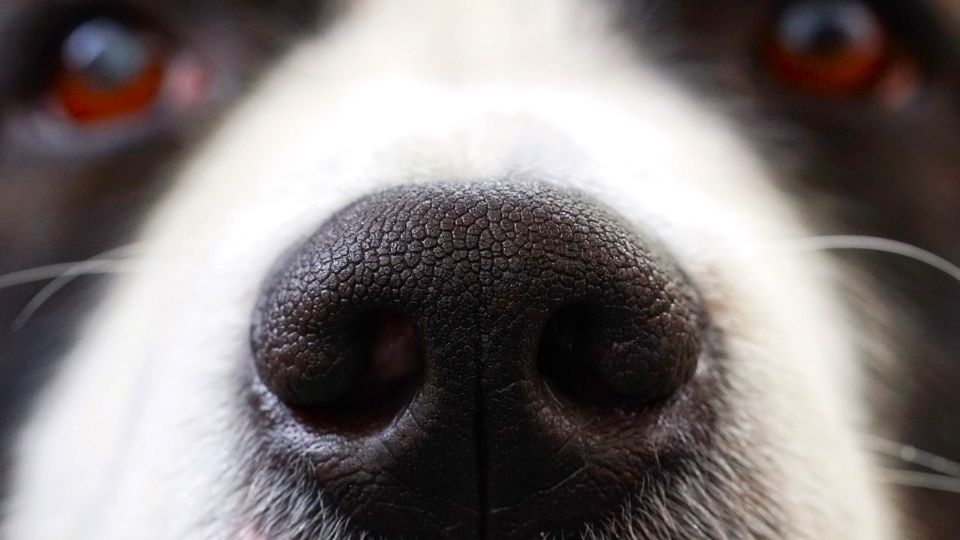 Los perros son capaces de olfatear el Parkinson, permitiendo un diagnóstico rápido.