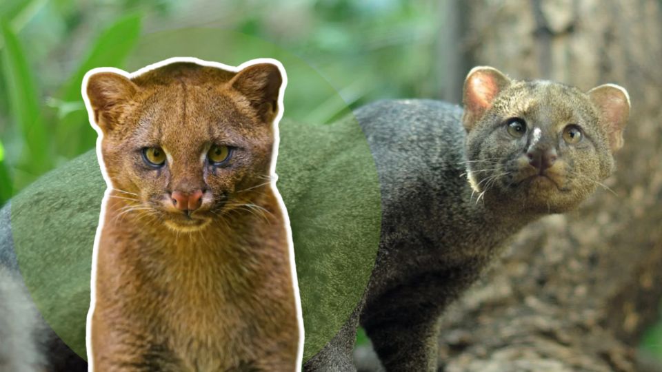 Jaguarundi