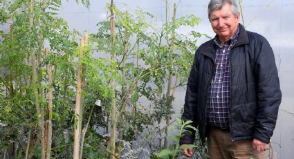 UANL destaca propiedades medicinales de la moringa