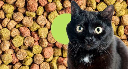 Profeco te ayuda a cuidar a tu mascota: conoce las peores croquetas para gatos