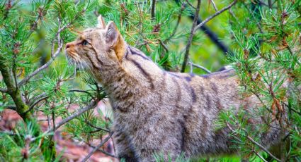 5 curiosidades sobre el gato montés ¿El felino más salvaje?